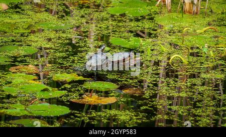 Ein Paar östliche malerische Schildkröten (Chrysemys picta), die sich auf einem Baumstamm für Wärme sonnen. Indian Brook Sumpf im Mass Audubon's Broadmoor Wildlife Sanctuary Stockfoto