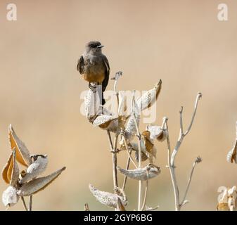 phoebe von A Say balanciert auf einer trockenen Samenschote. Stockfoto