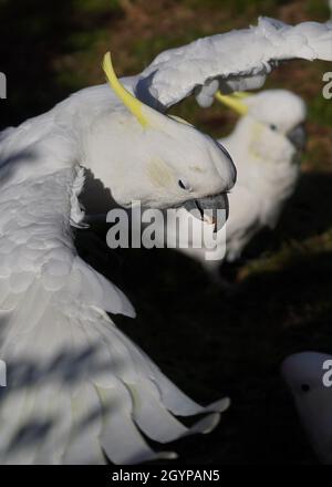 Nahaufnahme Seitenansicht eines Kakadus, der mit einer Mandel im Schnabel wegfliegt Stockfoto