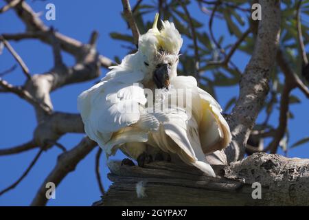 Nahaufnahme eines kranken Kakadus, der hoch oben in einem Baum aufprezt Stockfoto