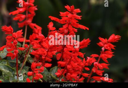 NAHAUFNAHME DER LEUCHTEND ROTEN SALVIA-BLÜTEN (SALVIA SPLENDENS), AUCH BEKANNT ALS ZIERPFLANZEN, BLUT ODER SCHARLACH SALBEI, SYDNEY, NEW SOUTH WALES, AUSTRALIEN. Stockfoto