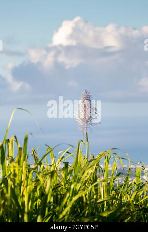 Zuckerrohr blüht morgens auf Reunion Island Stockfoto