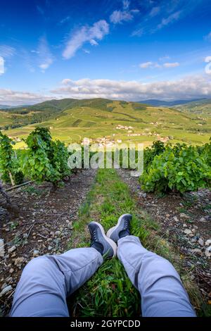 Pieds d'un randonneur dans les vignes autour du Mont Brouilly, Beaujolais, Frankreich Stockfoto