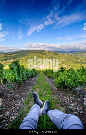 Pieds d'un randonneur dans les vignes autour du Mont Brouilly, Beaujolais, Frankreich Stockfoto