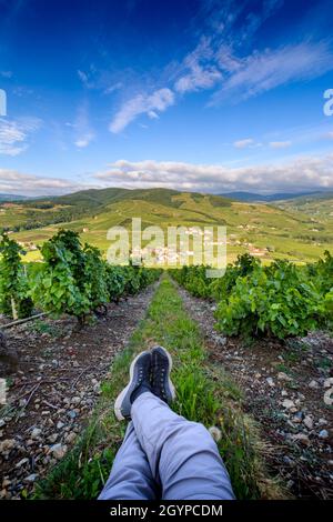 Pieds d'un randonneur dans les vignes autour du Mont Brouilly, Beaujolais, Frankreich Stockfoto