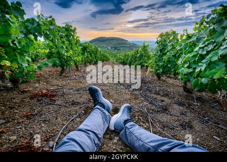 Pieds d'un randonneur dans les vignes autour du Mont Brouilly, Beaujolais, Frankreich Stockfoto