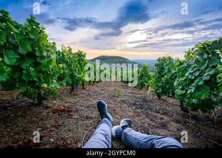 Pieds d'un randonneur dans les vignes autour du Mont Brouilly, Beaujolais, Frankreich Stockfoto