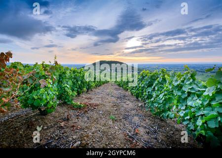 Lever du jour au Milieu des vignes avec vue sur le Mont Brouilly Stockfoto