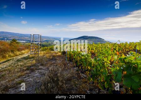 Blick auf den Mont Brouilly Hügel und die Weinberge des Beaujolais, Frankreich Stockfoto