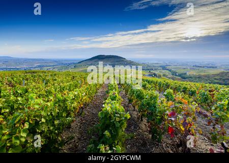 Blick auf den Mont Brouilly Hügel und die Weinberge des Beaujolais, Frankreich Stockfoto