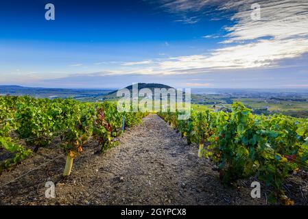 Blick auf den Mont Brouilly Hügel und die Weinberge des Beaujolais, Frankreich Stockfoto