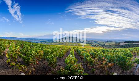 Blick auf den Mont Brouilly Hügel und die Weinberge des Beaujolais, Frankreich Stockfoto