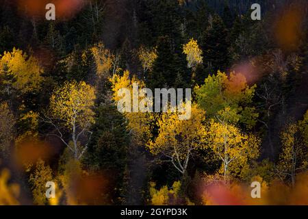 7. Oktober 2021, Alpine Loop Scenic Byway, Utah, USA: Bäume werden am 7. Oktober 2021 auf der Alpine Loop Scenic Byway zwischen Cedar Hills und Aspen Grove, Utah, in wechselnden Farben gesehen. Die Blätter der Bäume ändern ihre Farben im Herbst, da das kühlere Wetter dazu führt, dass die Bäume das Chlorophyl in den Blättern reduzieren und die Pigmente in den Blättern zeigen, die in den wärmeren Monaten vom Chlorophyl verdeckt werden. (Bild: © Daniel Carde/ZUMA Press Wire) Stockfoto