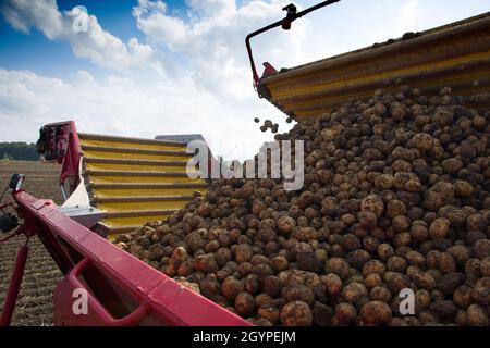 Frisch geerntete Kartoffeln auf dem Förderband. Landmaschinen beim Erdäpfeln an einem sonnigen Tag. Stockfoto