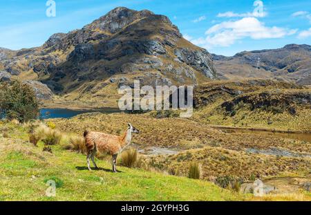 Lama (Lama glama) in der Andenlandschaft, Nationalpark der Cas, Cuenca, Ecuador. Stockfoto