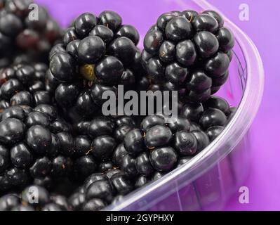 Frische Brombeeren in Plastikschüssel, Nahaufnahme, isoliert auf violettem Hintergrund Stockfoto