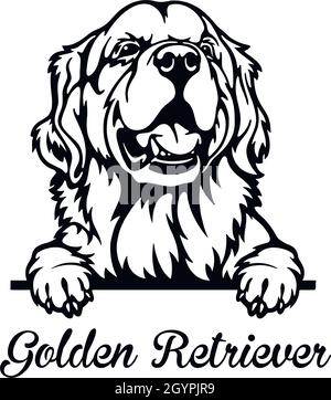 Golden Retriever Peeking Dog - Kopf isoliert auf weiß - vektormaterial Stock Vektor