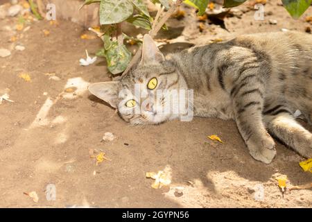 Nahaufnahme Einer grau gestromten Hauskatze, die an einem heißen Sommertag in Indien im Schatten eines Baumes ruht Stockfoto