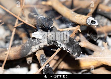 Nahaufnahme von Rauch, der aus Kohle kommt, nachdem trockene Baumstämme oder Wälder verbrannt wurden Stockfoto