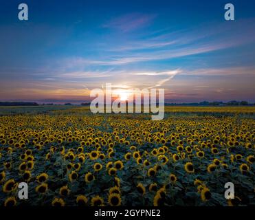 Niedrige Luftaufnahme eines Feldes von Sonnenblumen, soweit das Auge bis zu einem goldenen Sonnenuntergang unter einem blauen Himmel mit einem Kirchturm am Horizont sehen kann Stockfoto