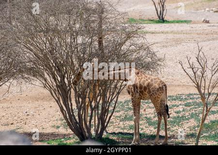 Zwei Giraffen (Giraffa) fressen die trockenen Savannenbäume in Afrika Stockfoto