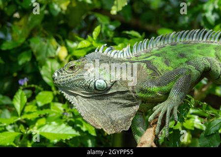 Ein grüner Leguan (Leguan Leguan) aus nächster Nähe im Regenwald. Stockfoto