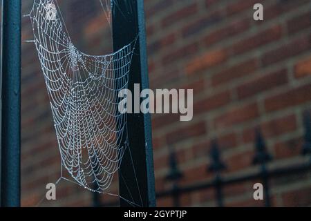 London, Großbritannien. 09. Oktober 2021. An einem nebligen Morgen in Wimbledon ist das Netz einer Spinne mit Morgentau bedeckt. Kredit: amer ghazzal/Alamy Live Nachrichten Stockfoto