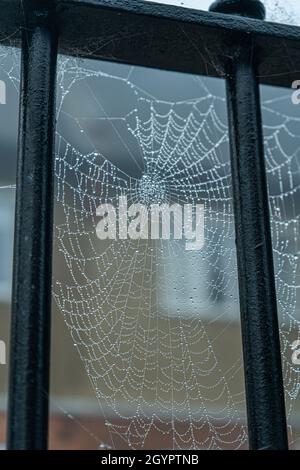 London, Großbritannien. 09. Oktober 2021. An einem nebligen Morgen in Wimbledon ist das Netz einer Spinne mit Morgentau bedeckt. Kredit: amer ghazzal/Alamy Live Nachrichten Stockfoto