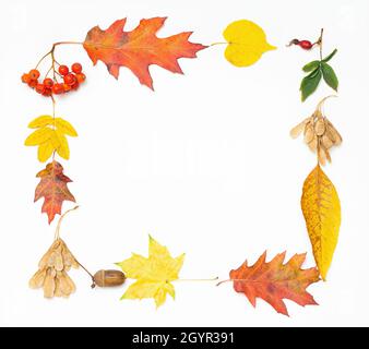 Lebendiger Rahmen aus hellen Herbstblättern und bunten Beeren isoliert auf Weiß Stockfoto