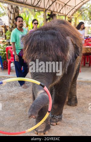 Samui, THAILAND - MAI 10 : Asiatische Elefanten im Elefantendorf zeigen ihre Show am 2016. Mai in Samui, Thailand Stockfoto
