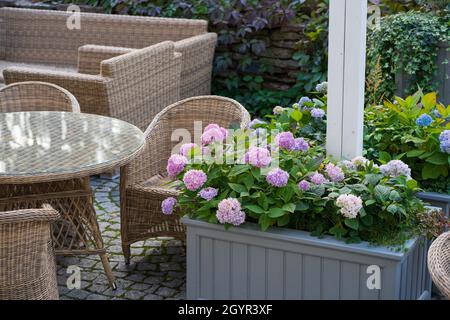 Verbringen Sie den Abend auf der Terrasse: Gartencafé oder Restaurant mit hölzernen Korbstühlen und blühenden Hortensien Stockfoto