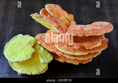 Laetiporus sulfureus, oder Holzkrabben, Schwefelpolypore, Schwefel-Schelfeis oder Huhn-aus-Holz, Geernteter Fruchtkörper auf dunklem Holzhintergrund Stockfoto