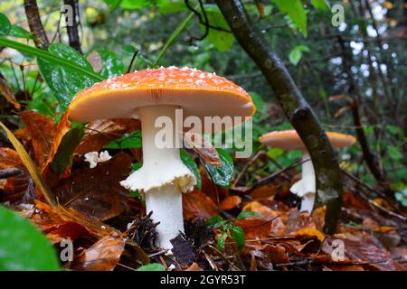 Zwei gut entwickelte, schöne Exemplare von giftigen Fliegenpilzen (Amanita Muscaria), die nach heftigem Regen in einer Reihe in natürlichem Lebensraum wachsen Stockfoto