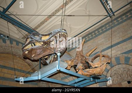 Schädel von T-rex (Tyrannosaurus rex) und Triceratops im Natural History Museum, South Kensington, London, England Stockfoto