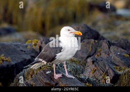 American Hering Gull steht in der Abenddämmerung an der felsigen Küste von New Hampshire. Stockfoto