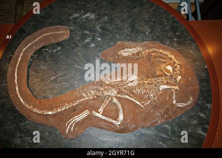 Fossiles Skelett des Coelophysis bauri-Dinosauriers (Therapie) im Natural History Museum, South Kensingston, London, England Stockfoto