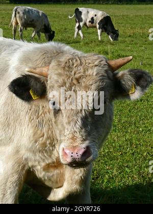 Eine alte holländische Rasse, die mit der dänischen Holstein-Kuh verwandt ist. Diese Kuh wird als Mutter aller Kühe bezeichnet. Sie sind freundlich, klein und essen fast alles Stockfoto