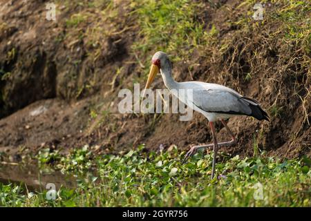 Gelbschnabelstorch - Mycteria ibis, schöner großer Storch aus afrikanischem Süßwasser, Savanne und Wäldern, Queen Elizabeth NP, Uganda. Stockfoto