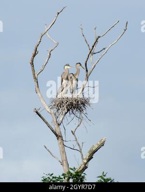 Eine Gruppe von Blaureihern, die in einem Nest thront. Stockfoto