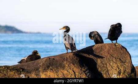 Eine weibliche Eiderente und drei Kormorane versammeln sich bei Sonnenuntergang an der felsigen Küste von Neuengland. Stockfoto