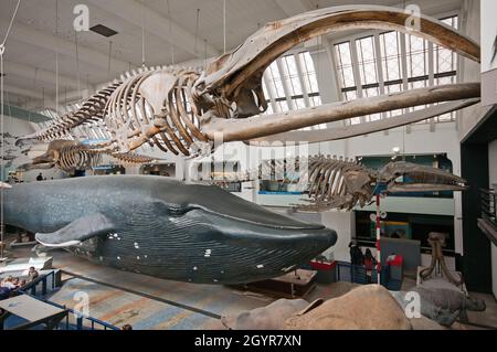 Bowhead-Walskelett (Balaena mysticetus) und Blauwal-Modell (Balaenoptera musculus) in der Säugetierhalle des Natural History Museum, London, England Stockfoto