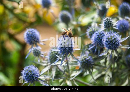 Eryngo blau blüht im Sommer und eine Honigbiene - Eryngium bourgatii, Sea Holly Stockfoto