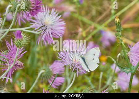 Schmetterling und Knapweed Stockfoto