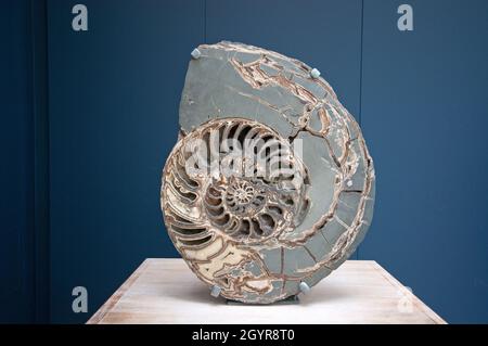 Fossil von Ammonit (Asteroceras stellare) im Natural History Museum, South Kensington, London, England Stockfoto
