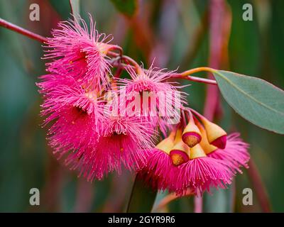 Rosafarbene Gum-Blumen Stockfoto