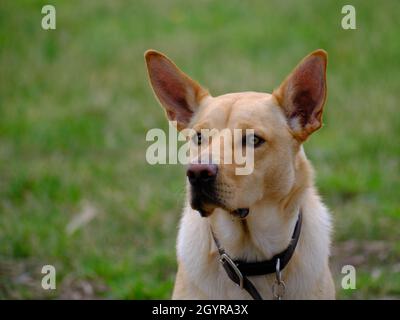 Reiner Kelpie Stockfoto