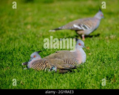 Haubentauben Stockfoto