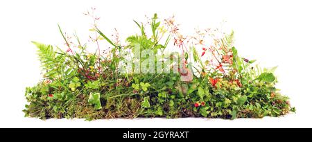 Unkrautpflanzen wachsen Banner isoliert auf weißem Hintergrund - Plant Control Panorama. Stockfoto