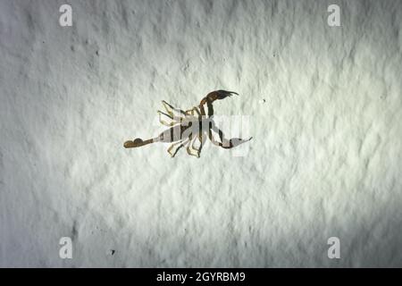 Tier in Sizilien ein italienischer Skorpion (Euscorpius italicus) an der Wand einer Schutzhütte im Ätna Park Stockfoto