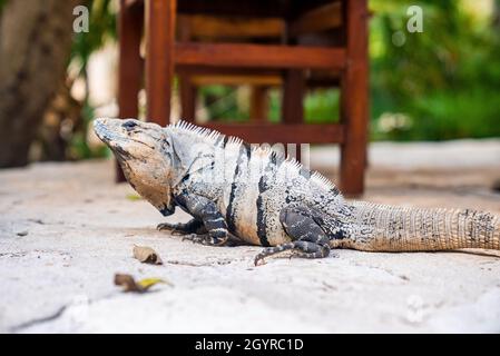 Nahaufnahme der Leguan-Eidechse im Ökotourismus-Park Xcaret Stockfoto